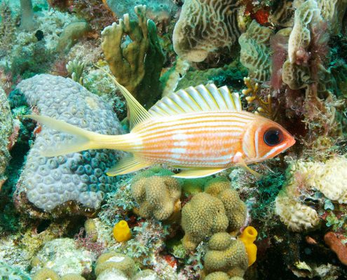 Squirrelfish