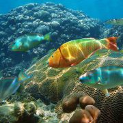 Stoplight parrotfish