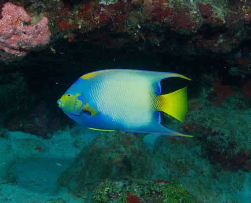 Queen angelfish