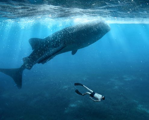 Whale shark