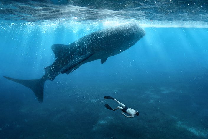 Whale shark