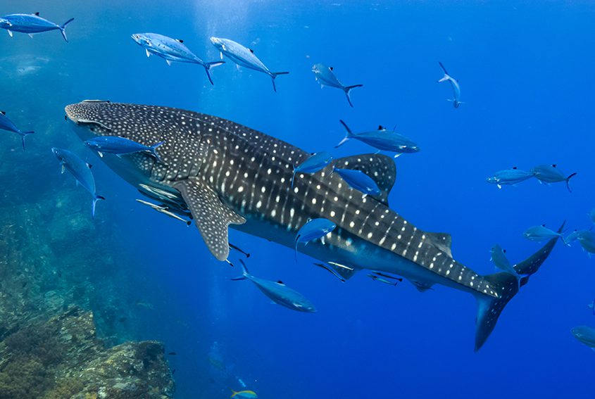 Whale shark