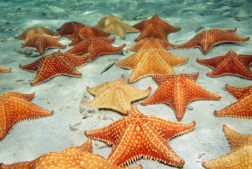 Estrellas de mar