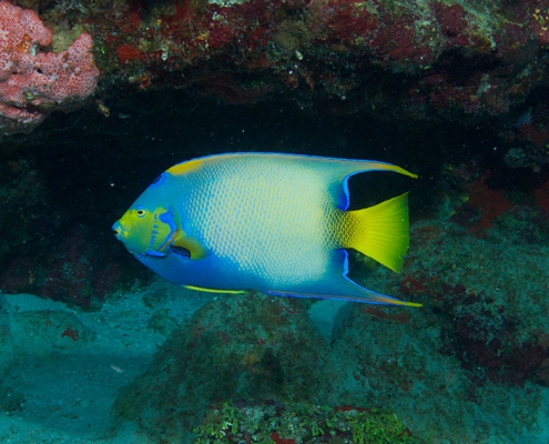 Queen angelfish