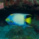 Queen angelfish