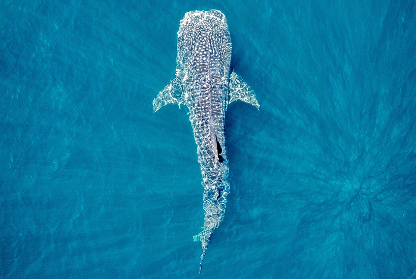 Whale shark