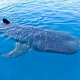 Whale Shark