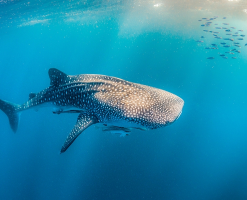 Whale shark