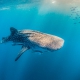 Whale shark