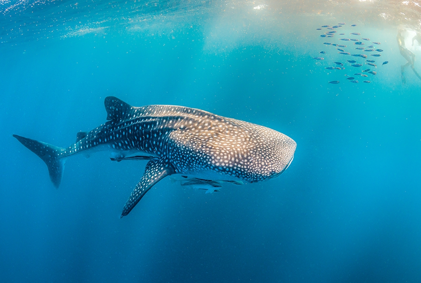 Whale shark