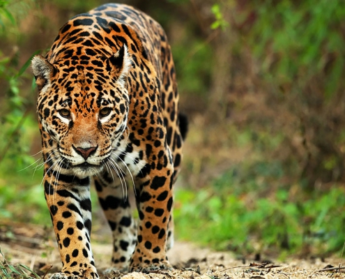 Jaguar