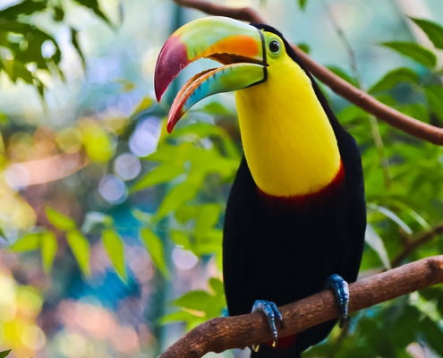 Tucan