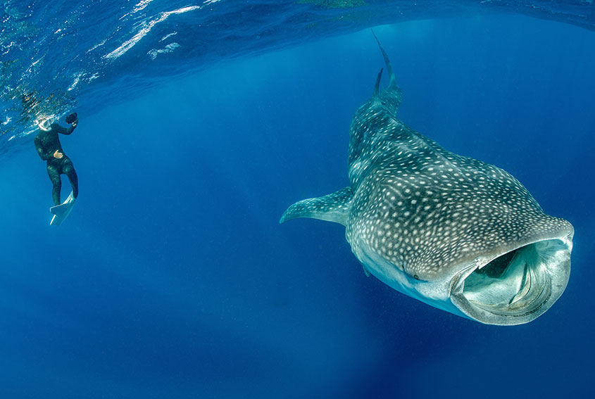 Whale shark