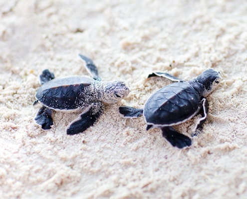 Baby Turtles