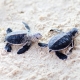 Baby Turtles