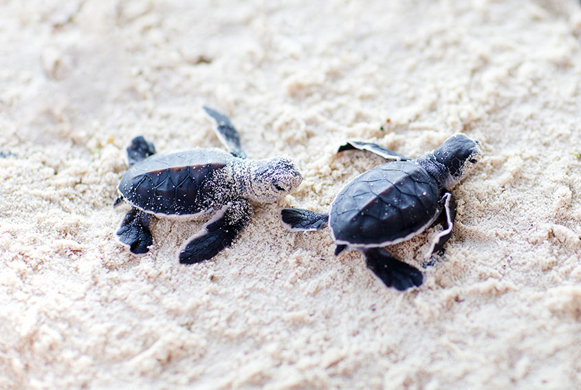 Baby Turtles