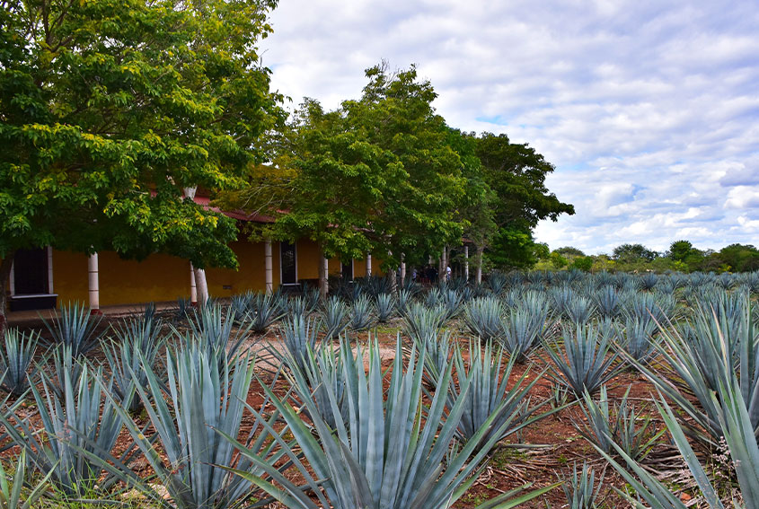 Mayapan Distillery, Valladolid