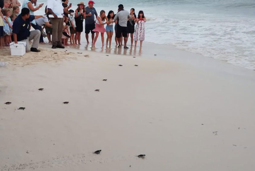 Turtle Release