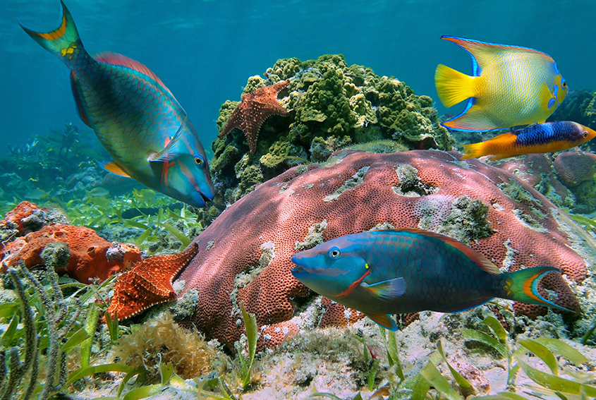 Cozumel’s Reefs