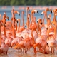 Flamingos