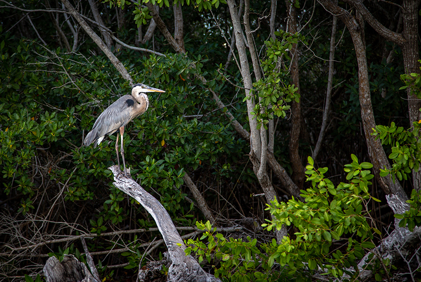 Heron